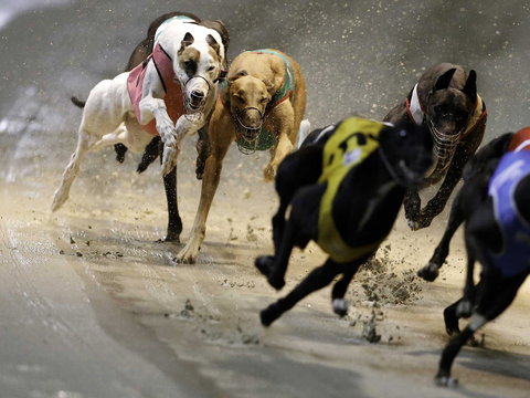 Twilight Greyhound Racing - Tourism Noosa 0