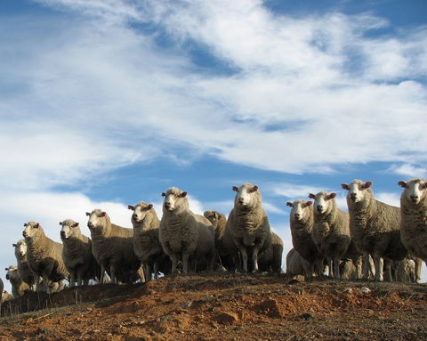 Annual Bredbo Sheep Dog Trials - Tourism Noosa 0