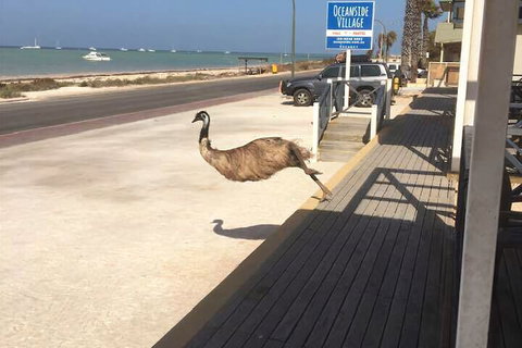 Oceanside Village - Tourism Noosa 6