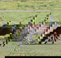 Airport Motel Sir Francis Drake - Tourism Noosa