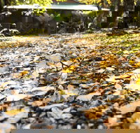 Cradle Forest Inn - Tourism Noosa