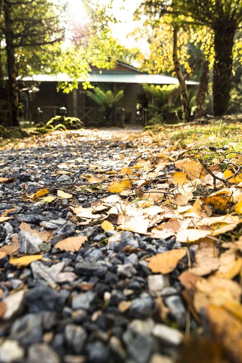 Cradle Forest Inn - Tourism Noosa 0