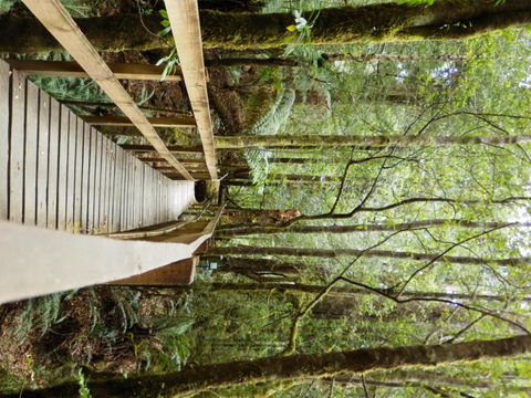 Tahune Air Walk Lodge - Tourism Noosa 4