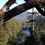 Tahune Air Walk Lodge - Tourism Noosa 0