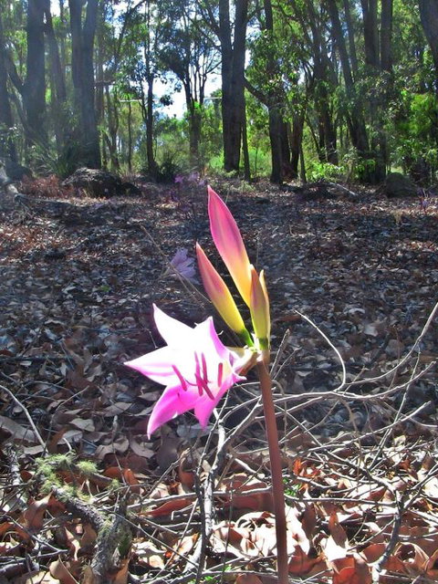 Barrabup Sanctuary BirdHide - Tourism Noosa 2