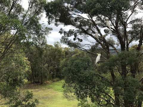 Kookaburra Retreat - Tourism Noosa 5