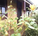 Albion Cottage - Tourism Noosa