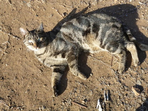 Woodvale At Cooma - Tourism Noosa 5