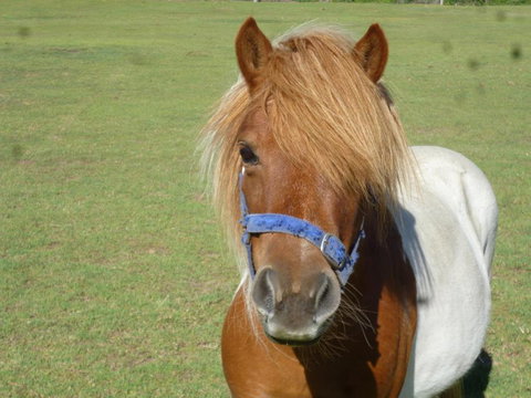 Woodvale At Cooma - Tourism Noosa 6