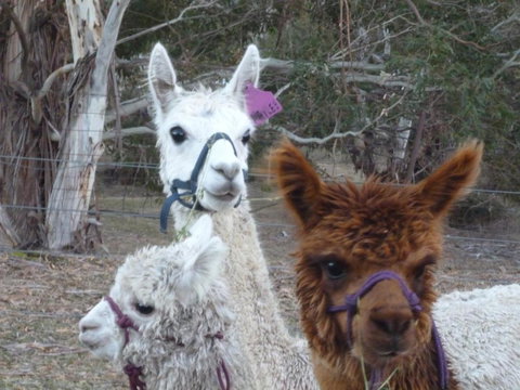 Woodvale At Cooma - Tourism Noosa 1