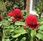 The Summit House - Tourism Noosa