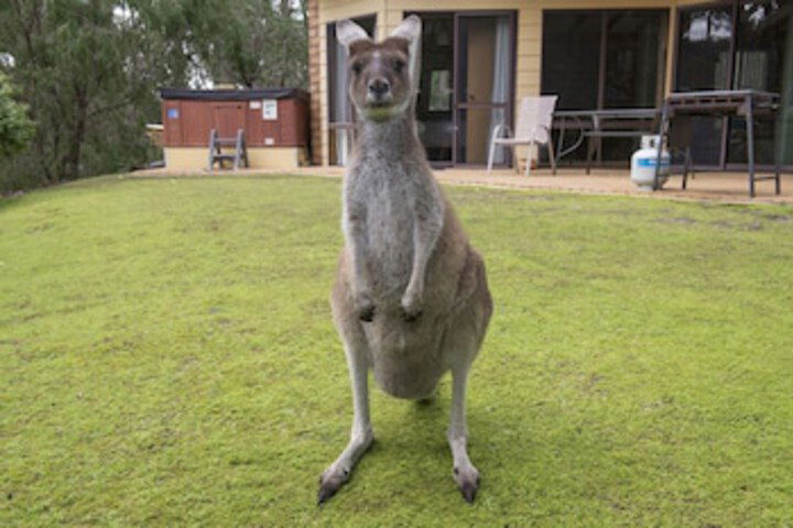 Metricup WA Tourism Noosa