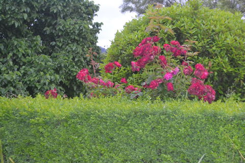 Mulberry Cottage B&B - Tourism Noosa 1