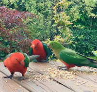 Crimson Villa - Tourism Noosa