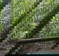 Daintree Crocodylus - Tourism Noosa