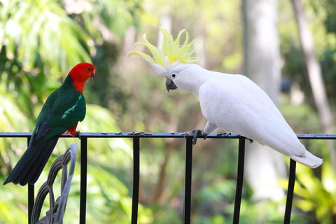 Palm Beach Bed & Breakfast - Tourism Noosa 4