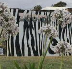 Zebras Guest House - Tourism Noosa
