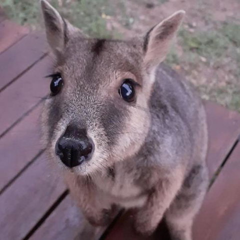 Camp Kanga - Tourism Noosa 6