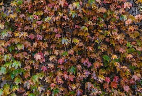 Killiorra - Tourism Noosa 1