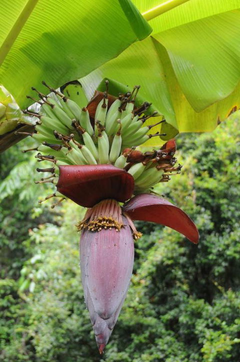 Wildwood - Tourism Noosa 6