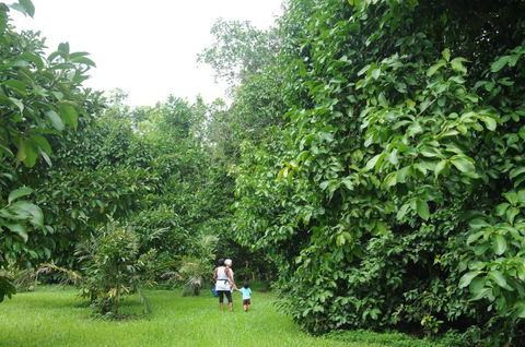 Wildwood - Tourism Noosa 1