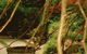 Forget Me Not Cottages - thumb 3