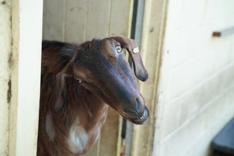 Giants Table And Cottages - Tourism Noosa 1