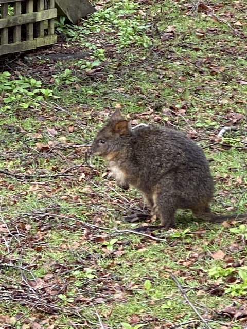 Giants Table And Cottages - Tourism Noosa 2