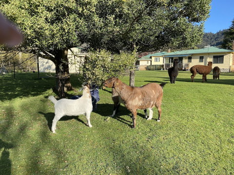Giants Table And Cottages - Tourism Noosa 3