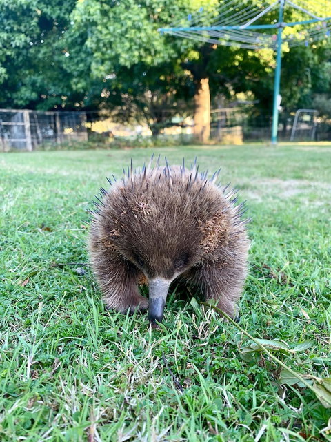 Giants Table And Cottages - Tourism Noosa 6