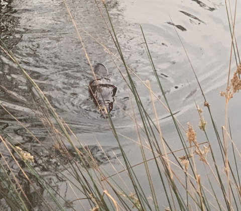 Giants Table And Cottages - Tourism Noosa 4