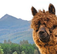 Maydena Mountain Cabins