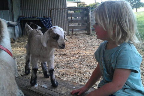 Fernleigh Farmstay & Bike Park - Tourism Noosa 5