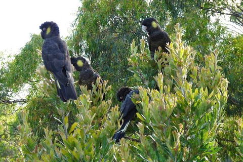 Eagles Rise Tasmania - Tourism Noosa 5
