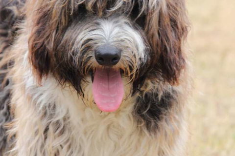 Harmony Bed & Breakfast - Tourism Noosa 3