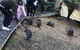 Fauna Australia Wildlife Retreat - thumb 5
