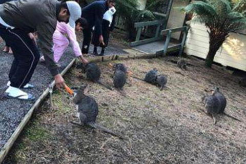 Fauna Australia Wildlife Retreat - Tourism Noosa 5