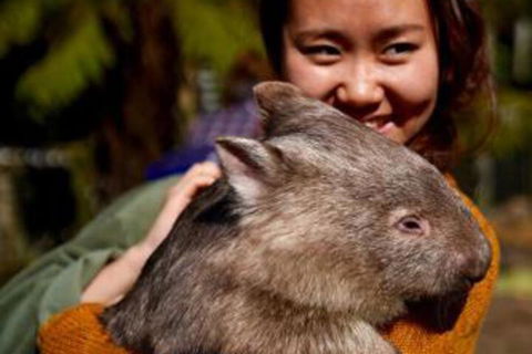 Fauna Australia Wildlife Retreat - Tourism Noosa 0