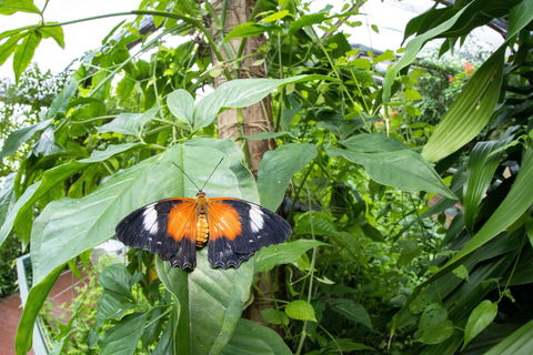 Batchelor Butterfly Farm - Tourism Noosa 6