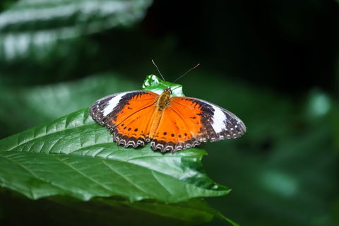Batchelor Butterfly Farm - Tourism Noosa 2