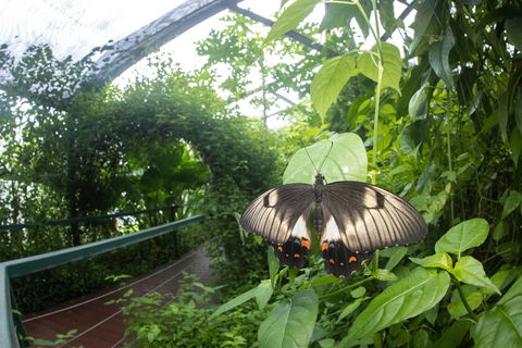 Batchelor Butterfly Farm - Tourism Noosa 5