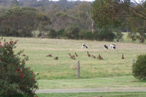 Woody Grange Chalets - Tourism Noosa 6