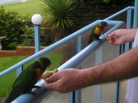 Narooma Golfers Lodge - Tourism Noosa 3