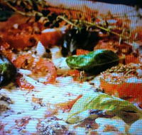 Alfio's Pizzeria - Tourism Noosa