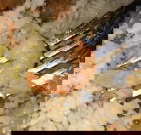 Oriental Jade Restaurant - Tourism Noosa