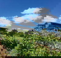Traralgon Vineyard - Tourism Noosa