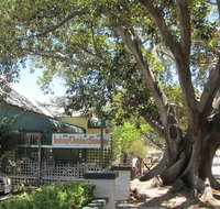 The Season Tree - Tourism Noosa
