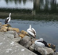 Saltwater Seafoods - Tourism Noosa