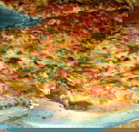 Al Pesto - Tourism Noosa