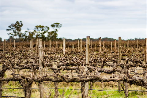 The Blok Coonawarra - Tourism Noosa 1